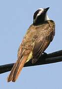 Rusty-margined Flycatcher