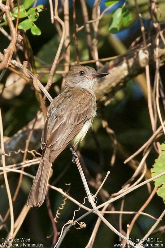 Brown-crested Flycatcher, identification