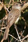 Brown-crested Flycatcher