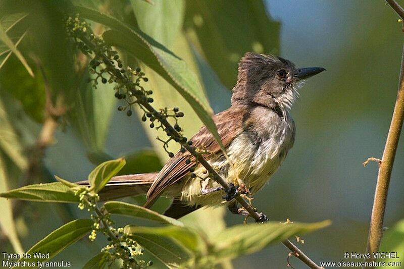 Brown-crested Flycatcher, identification