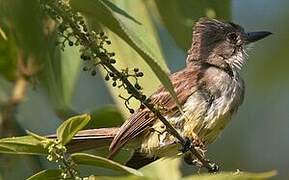 Brown-crested Flycatcher