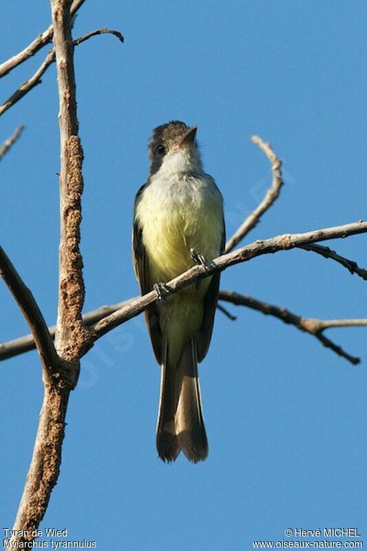 Brown-crested Flycatcher, identification