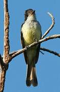 Brown-crested Flycatcher