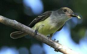 Brown-crested Flycatcher