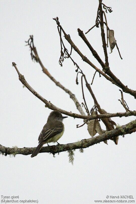 Pale-edged Flycatcher