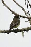 Pale-edged Flycatcher