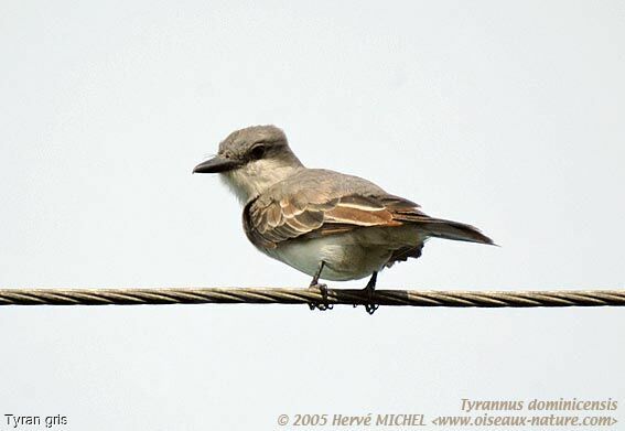 Grey Kingbird