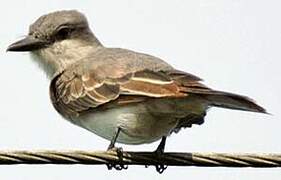 Grey Kingbird