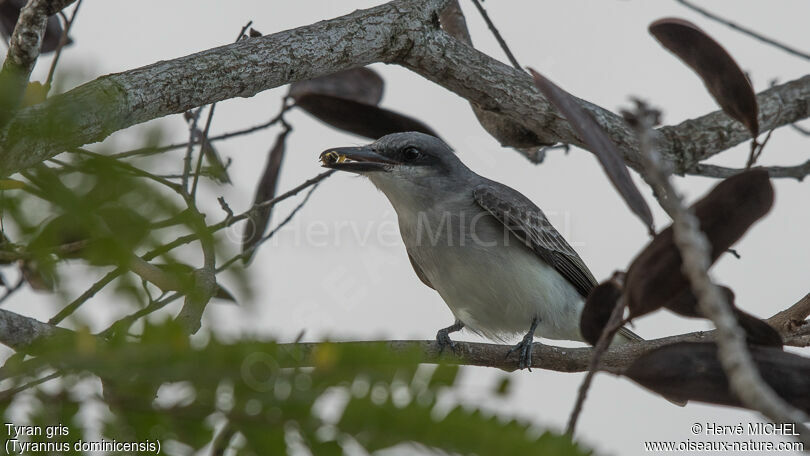 Grey Kingbird