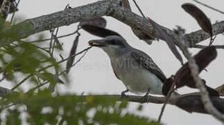 Grey Kingbird