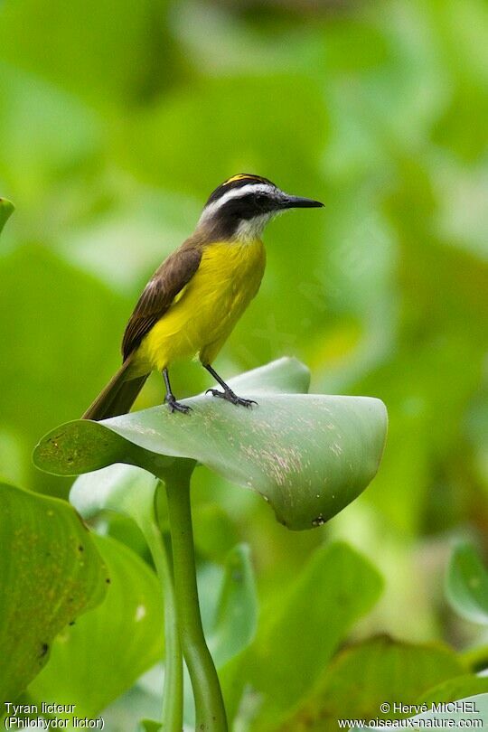 Lesser Kiskadee