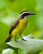 Lesser Kiskadee