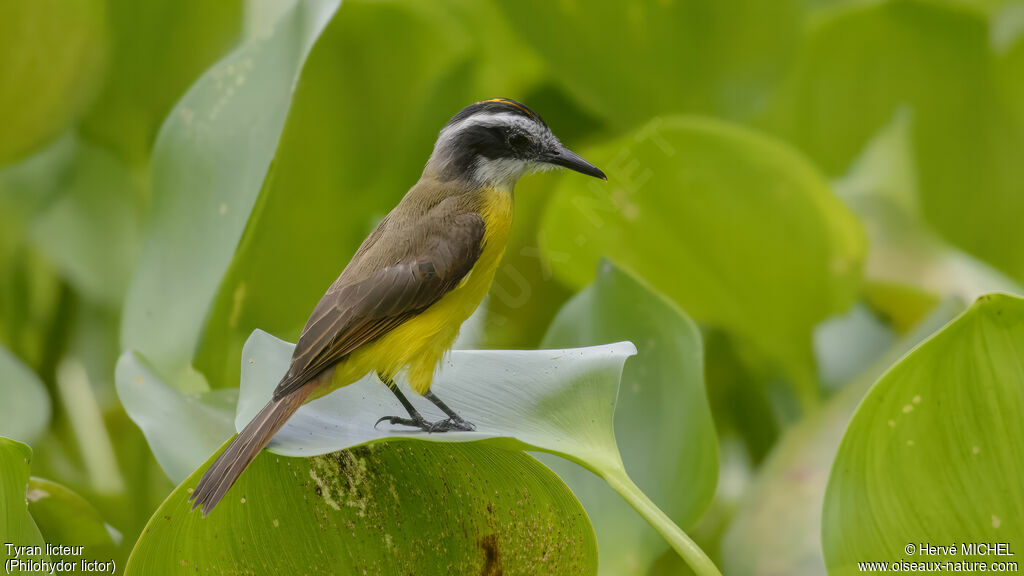 Lesser Kiskadee