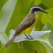 Lesser Kiskadee