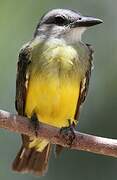 Tropical Kingbird