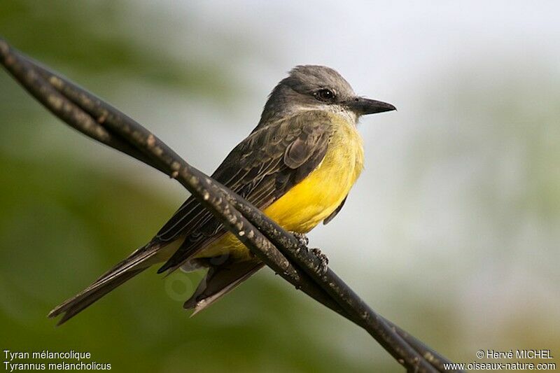 Tropical Kingbird, identification