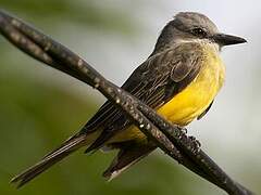 Tropical Kingbird