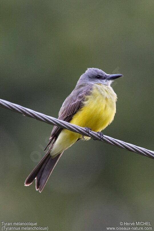 Tropical Kingbird