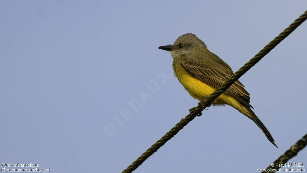 Tropical Kingbird