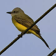 Tropical Kingbird