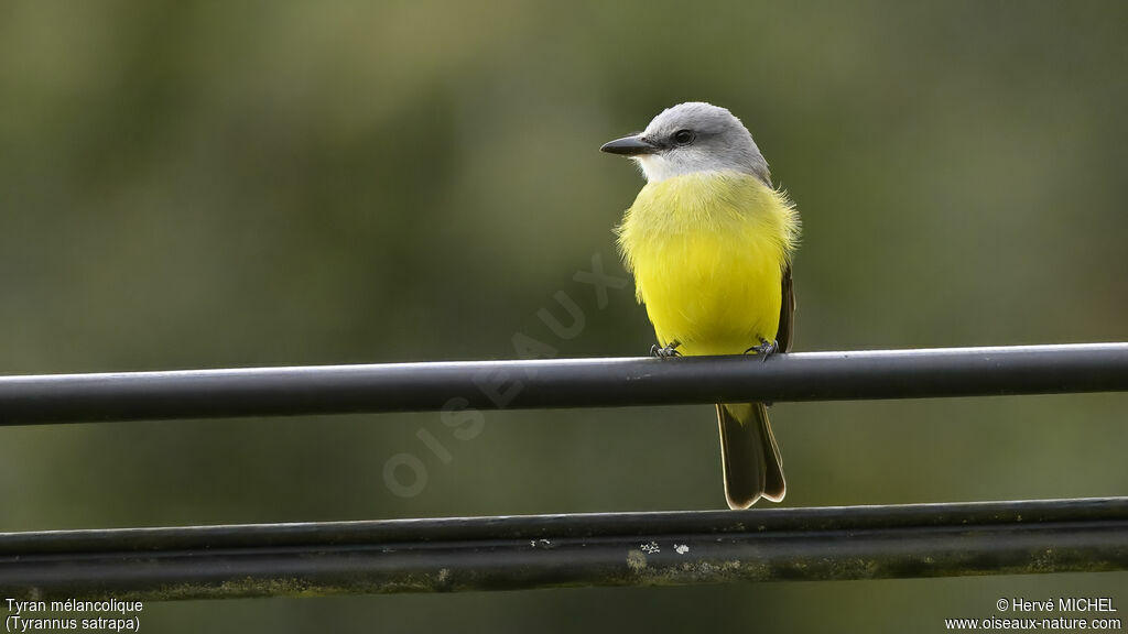 Tropical Kingbird