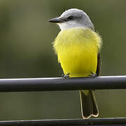 Tropical Kingbird