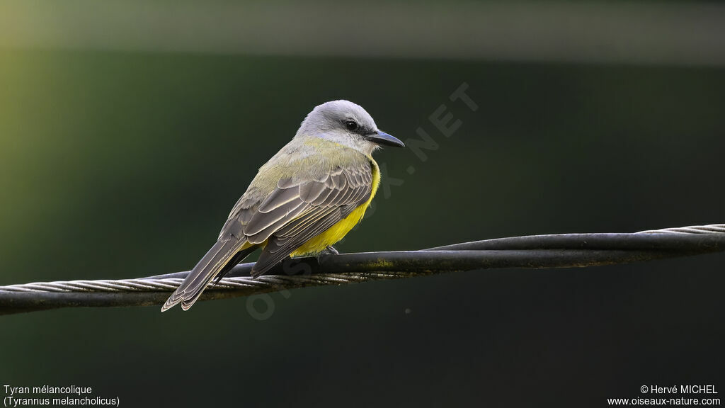 Tropical Kingbird