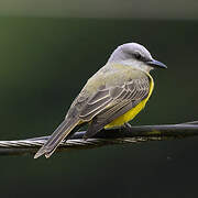 Tropical Kingbird