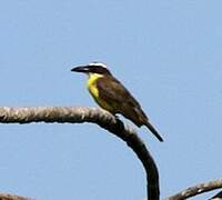 Boat-billed Flycatcher