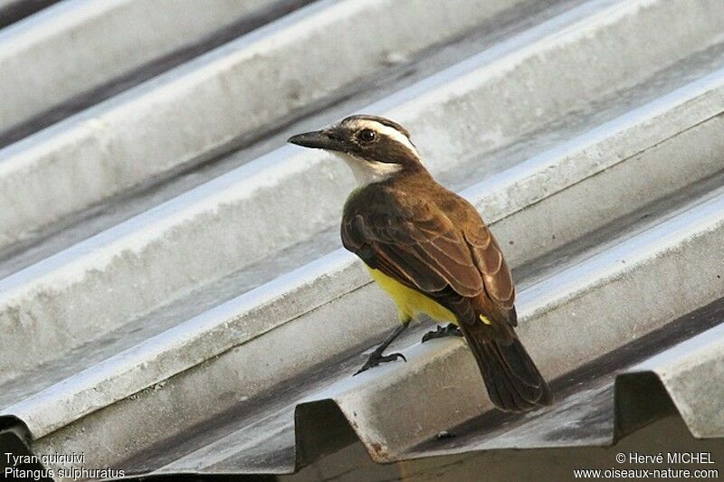 Great Kiskadee, identification