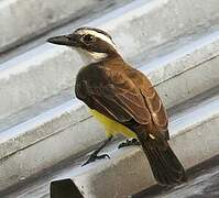 Great Kiskadee