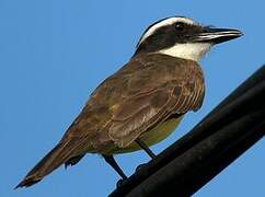 Great Kiskadee