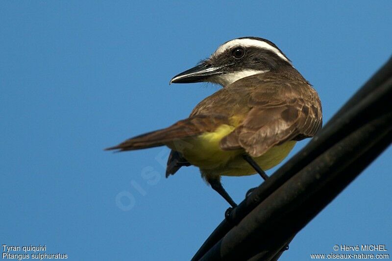 Great Kiskadee, identification