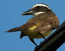 Great Kiskadee