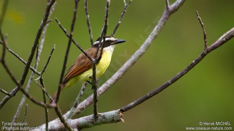 Great Kiskadee