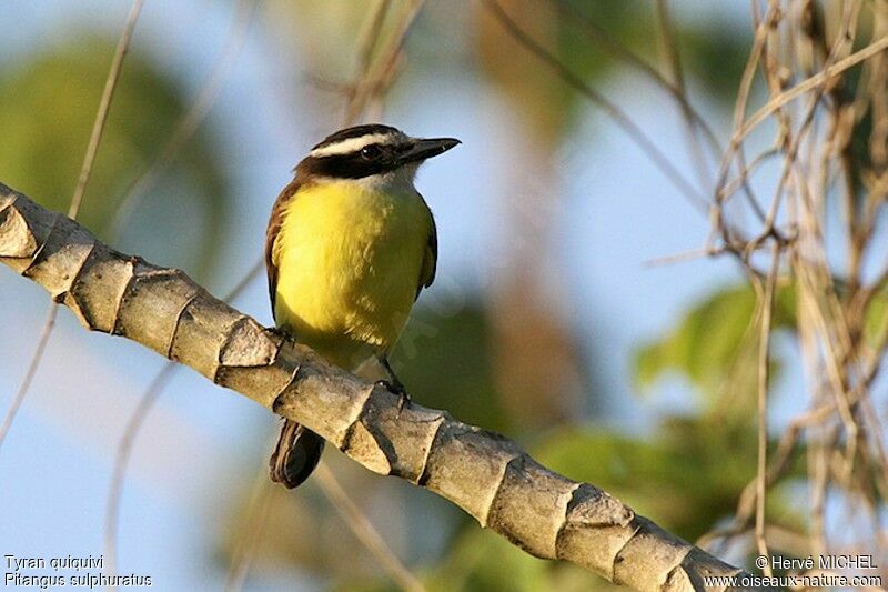 Great Kiskadee, identification