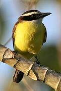 Great Kiskadee