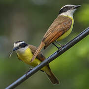 Great Kiskadee