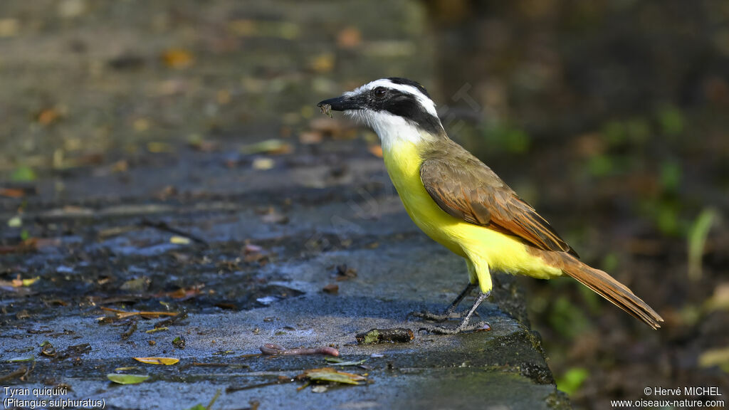 Great Kiskadee