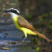 Great Kiskadee