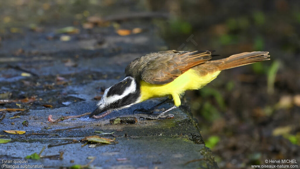 Great Kiskadeeadult, identification, eats