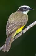 Social Flycatcher