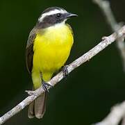 Social Flycatcher