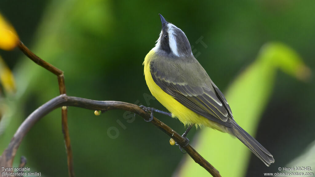 Social Flycatcher