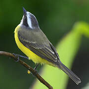 Social Flycatcher