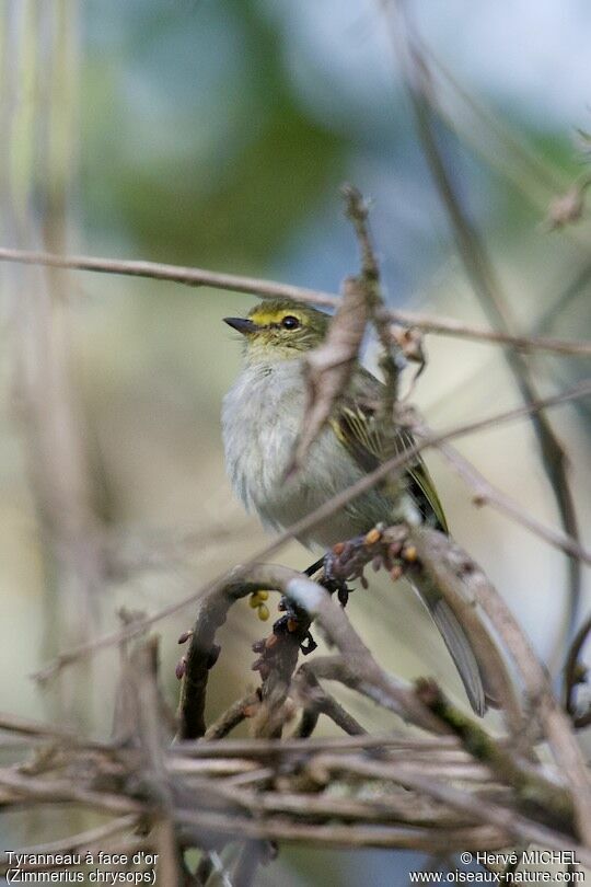 Golden-faced Tyrannulet