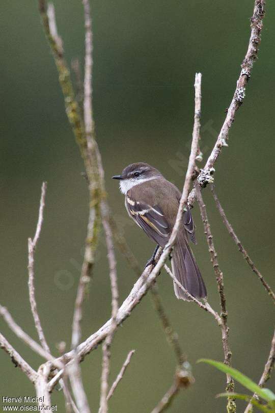 White-throated Tyrannuletadult, pigmentation