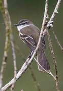 White-throated Tyrannulet