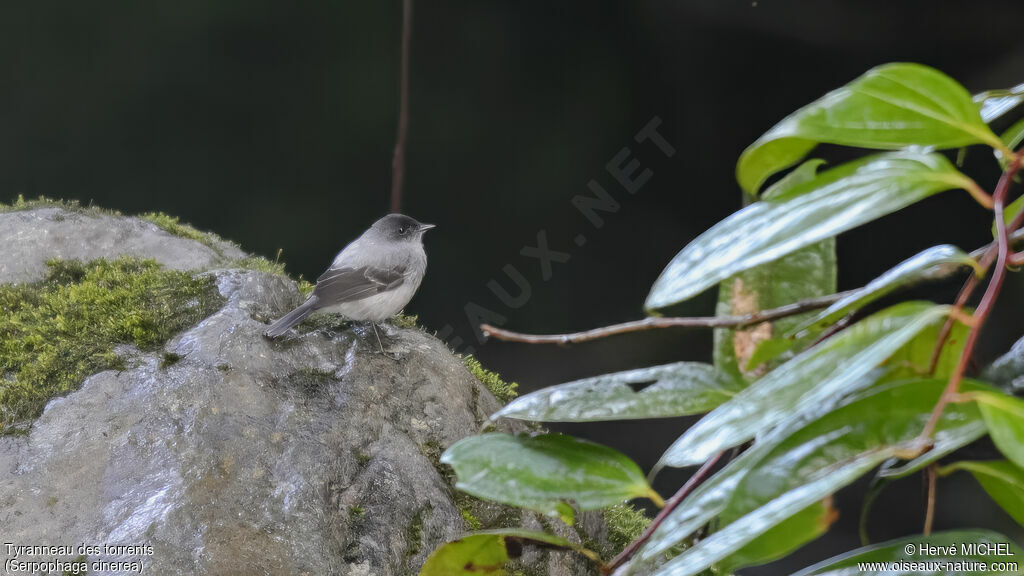 Torrent Tyrannulet