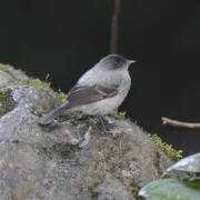 Torrent Tyrannulet